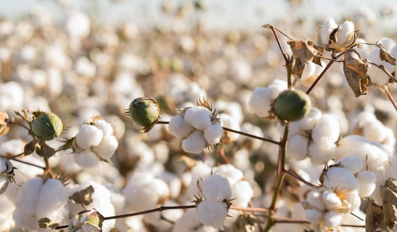 Organic Cotton Denim
